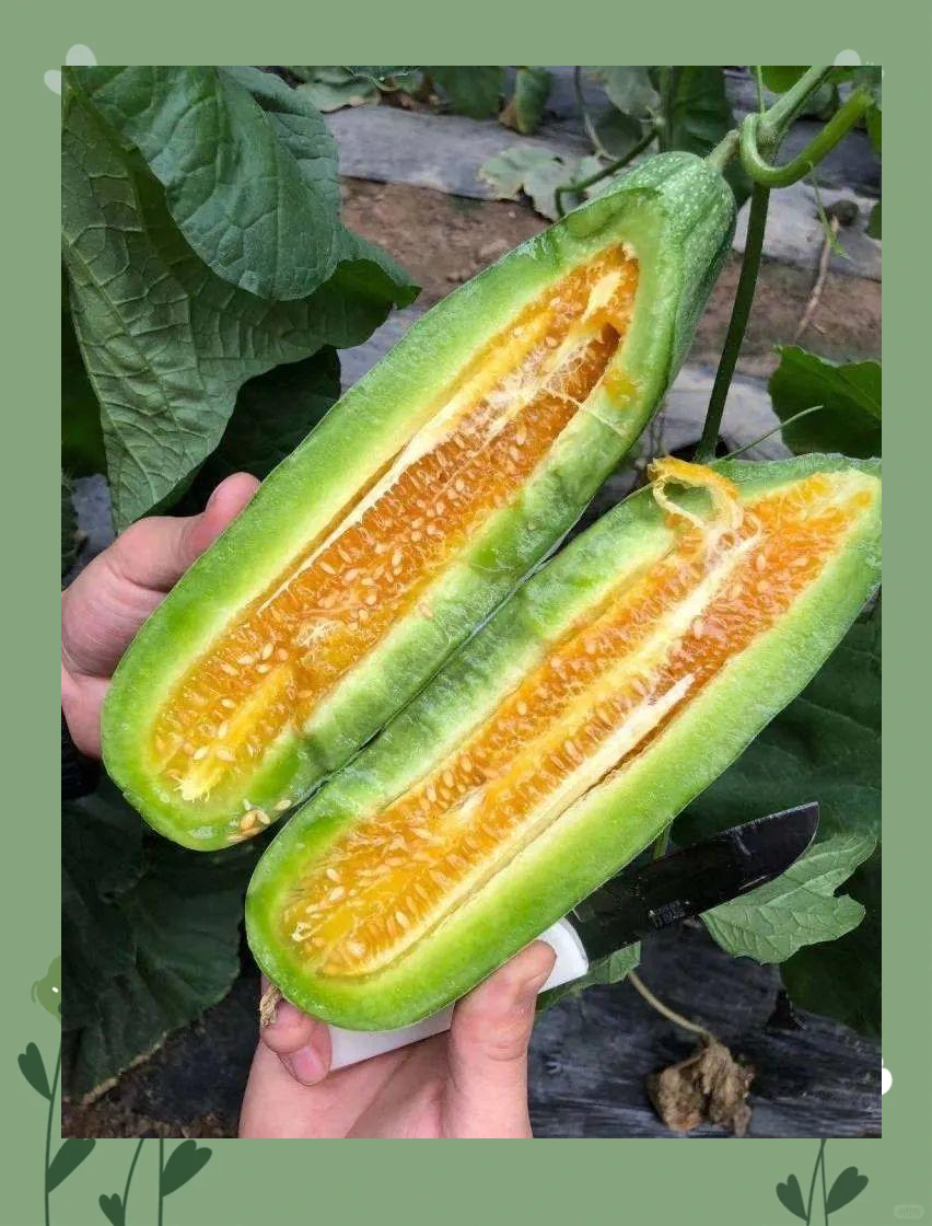 羊角蜜瓜:从外形到口感,全面解读这种甜瓜