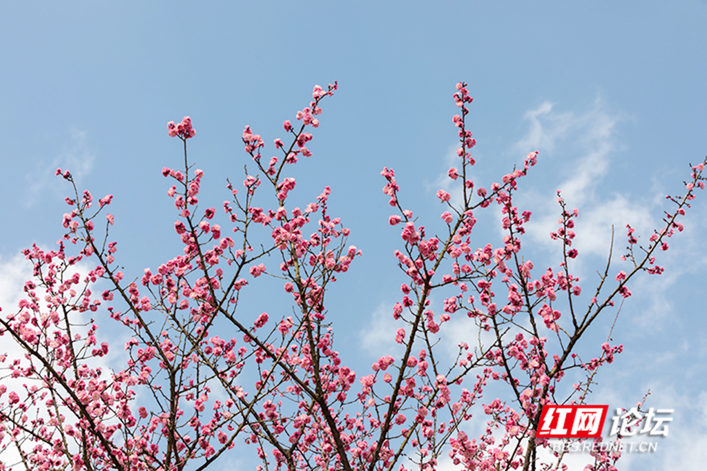 桃源九溪图片