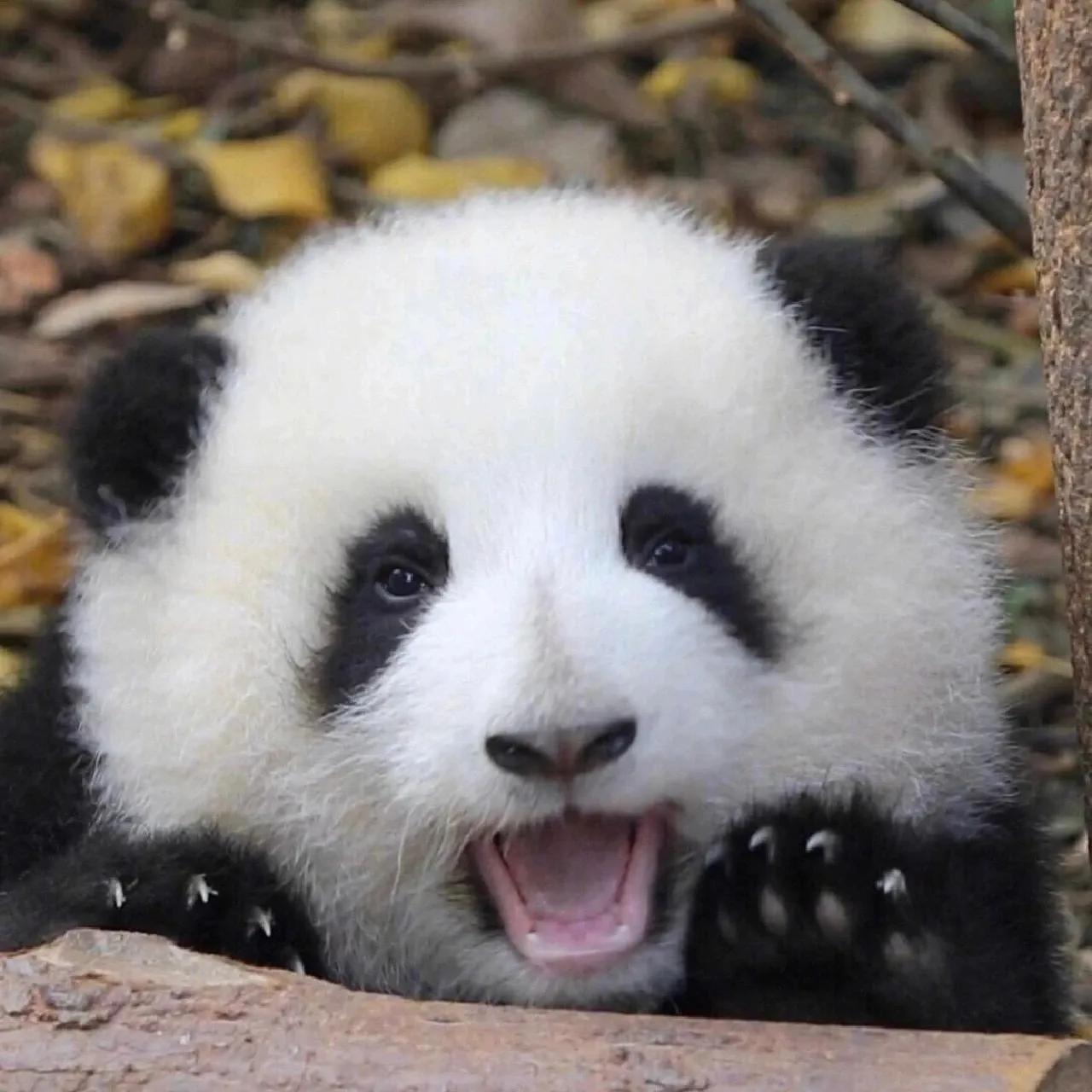 真熊猫头像,你能叫出他们的名字吗