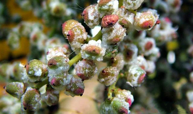 五倍子种子 - 2020年最新商品信息聚合专区 - 百度爱采购