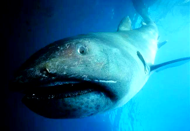 探索罕见鲨鱼