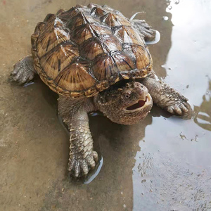 养鳄龟水深多少合适?小鳄龟一年能长多大?