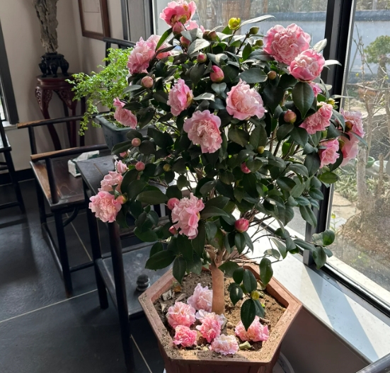 十大最难养的花,你敢挑战吗?