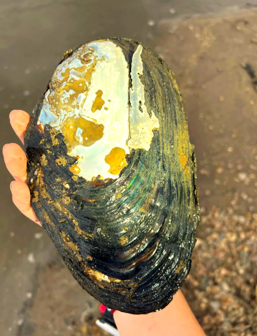 探索河蚌世界:如何轻松区分不同类型的蚌?