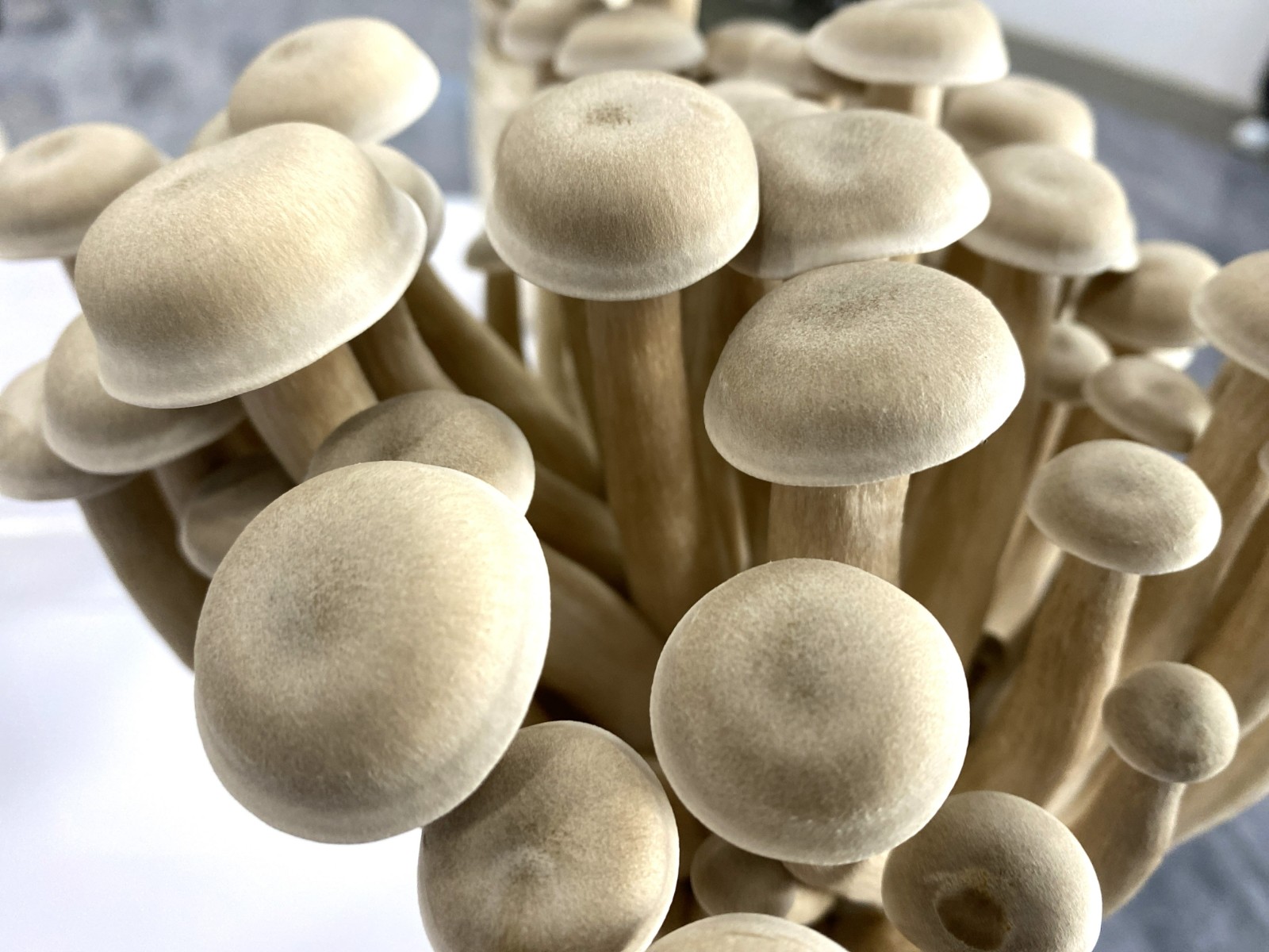 "小菌菇"撑起富民增收"致富伞"