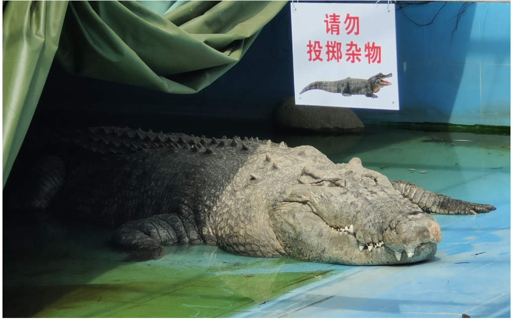 熊猫和鳄鱼估计看到标题的很多人都蒙圈了