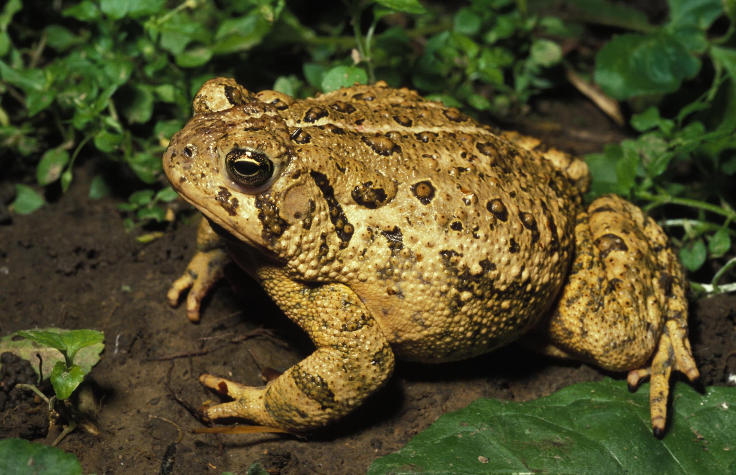 四川男子因抓蟾蜍被罚1万