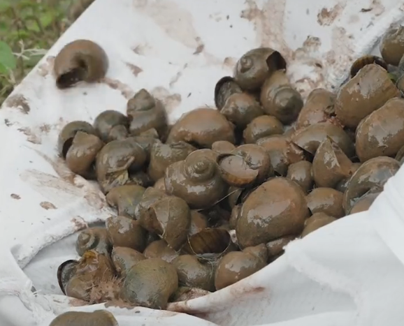 翻车了?网红唐小鱼吃福寿螺,被提醒后回怼这是螺蛳,网友:丢人