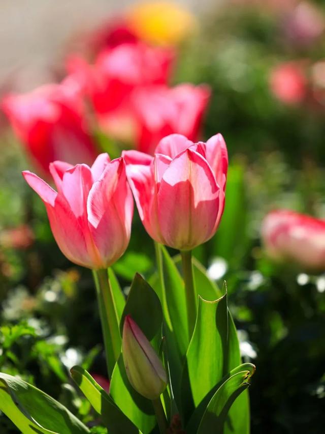 "早春使者"已登场,来这些地方打卡郁金香吧→