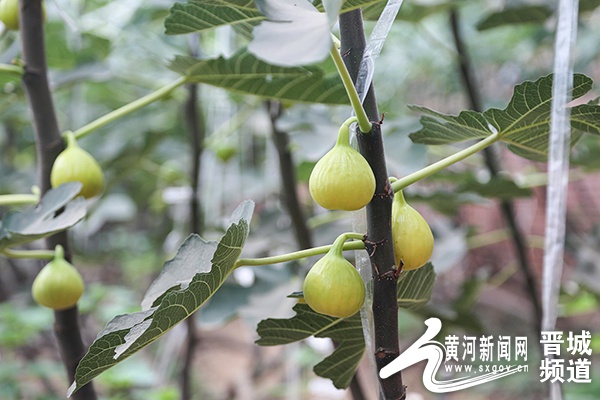 高平市馬村鎮:無花果成