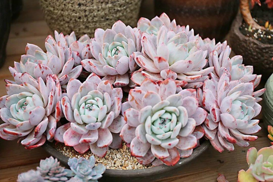 多肉梦露,雪莲,芙蓉雪莲,看着没区别,细细观察不一样!