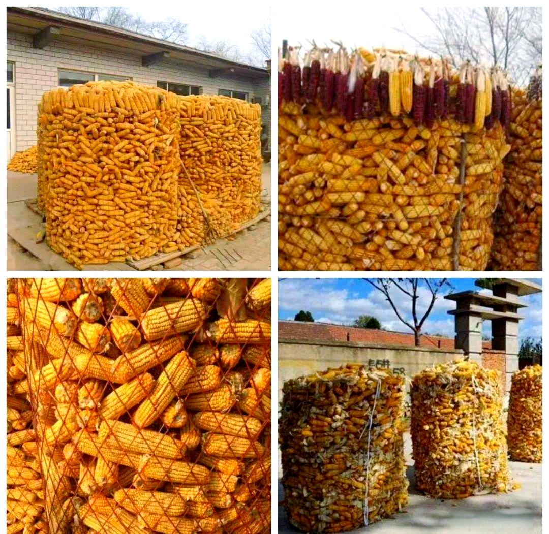 永年农村的玉米囤:高颜值的粮食存储之道