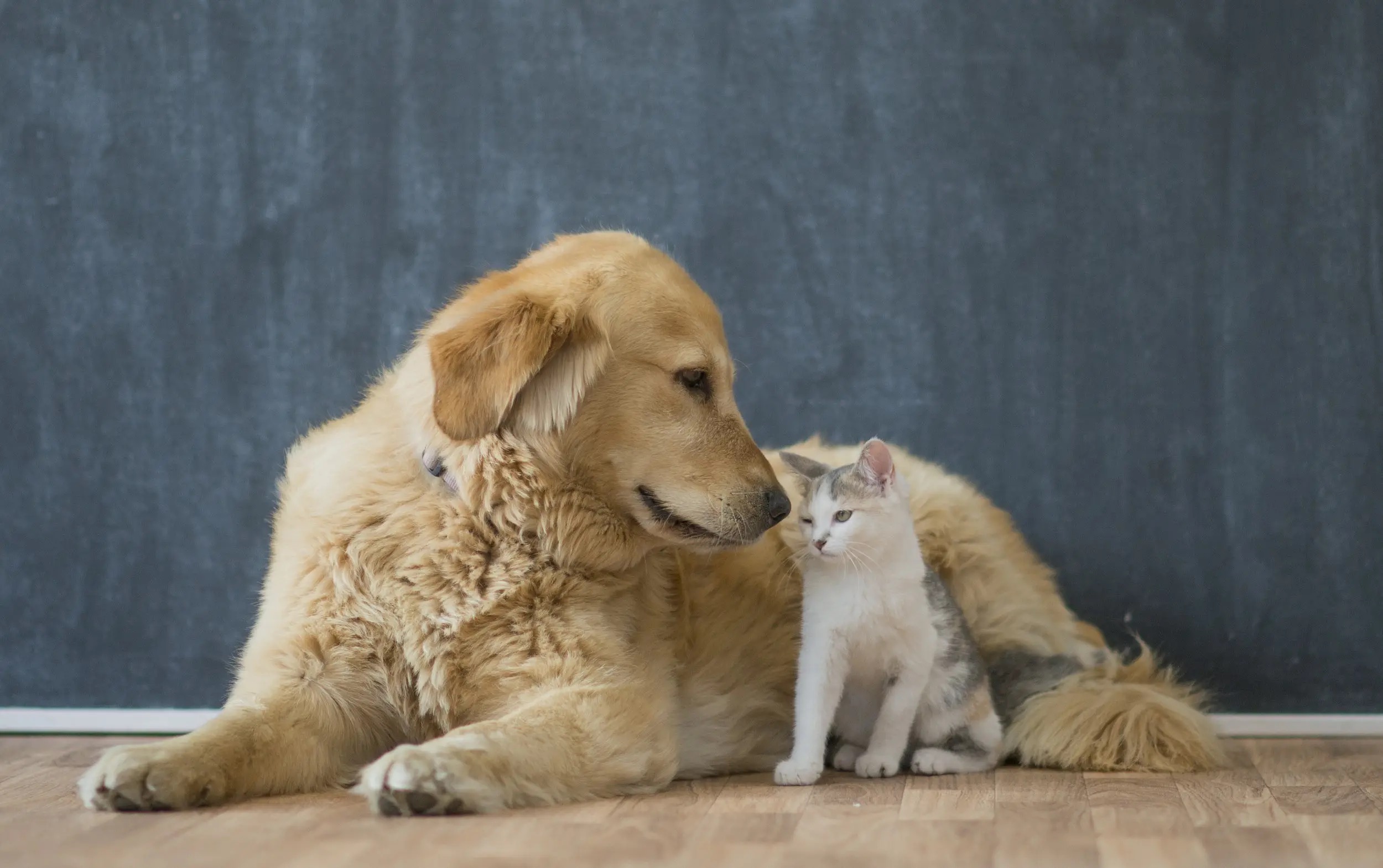 猫咪和狗狗,谁的智商更高一些?看完这些对比你就知道了