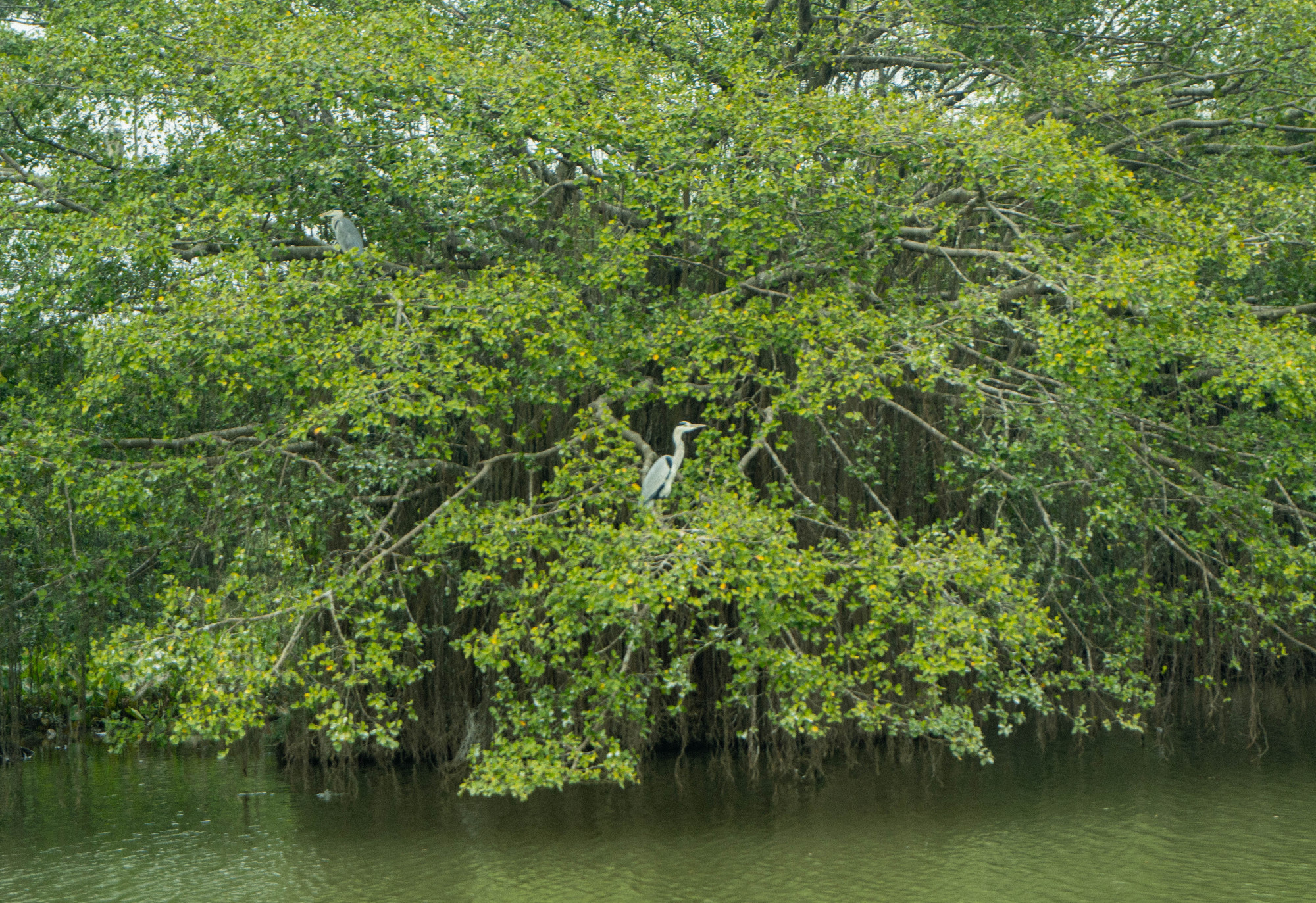 每天傍晚,成群的夜鹭离巢,在小鸟天堂上空盘旋飞舞;清晨,夜鹭归巢