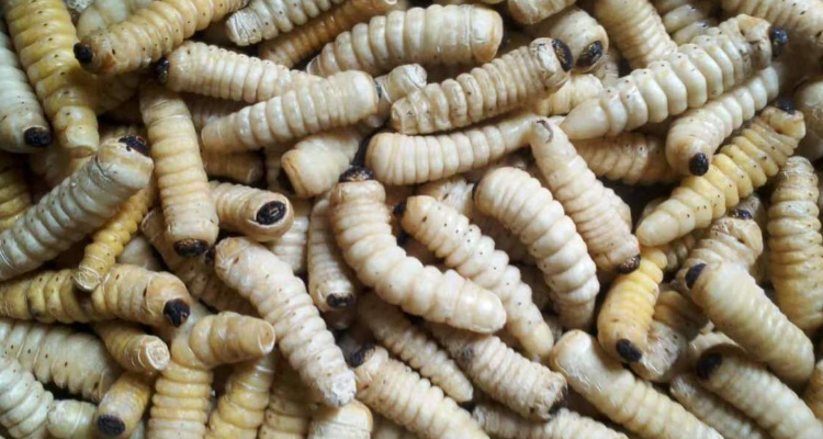 柴虫人工养殖技术