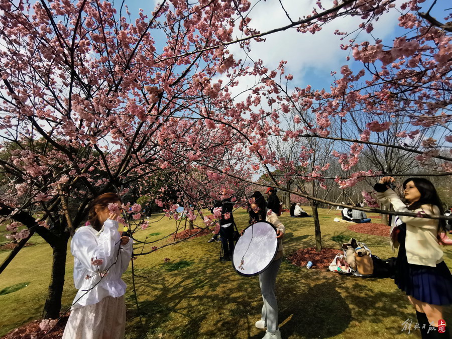 顾村公园里,有人提前为上海樱花节预热