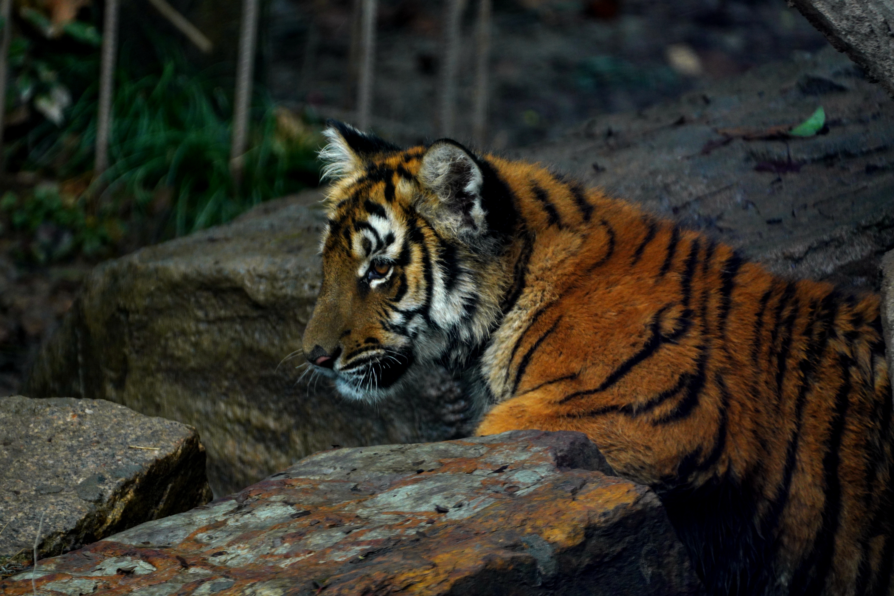 上海动物园:小华南虎姐弟获名"南风""凯风"