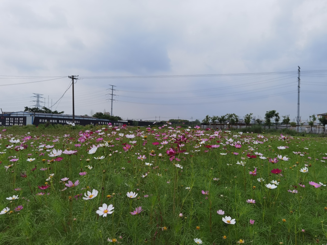 "多彩迎七一"!嘉兴经开区这片花海正当时