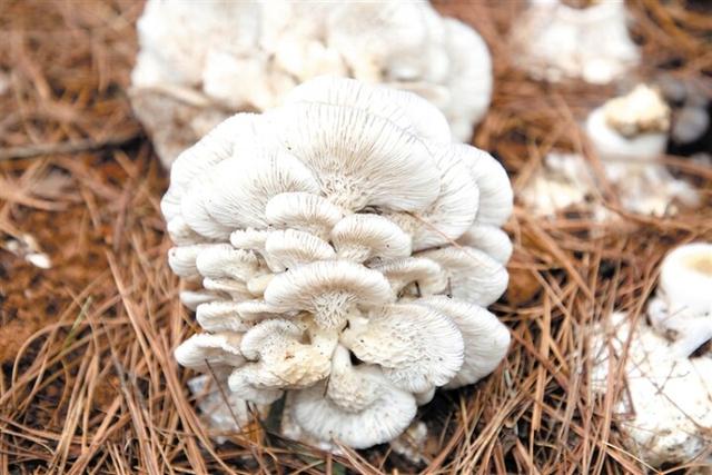 品"曲菌"香 谋产业路