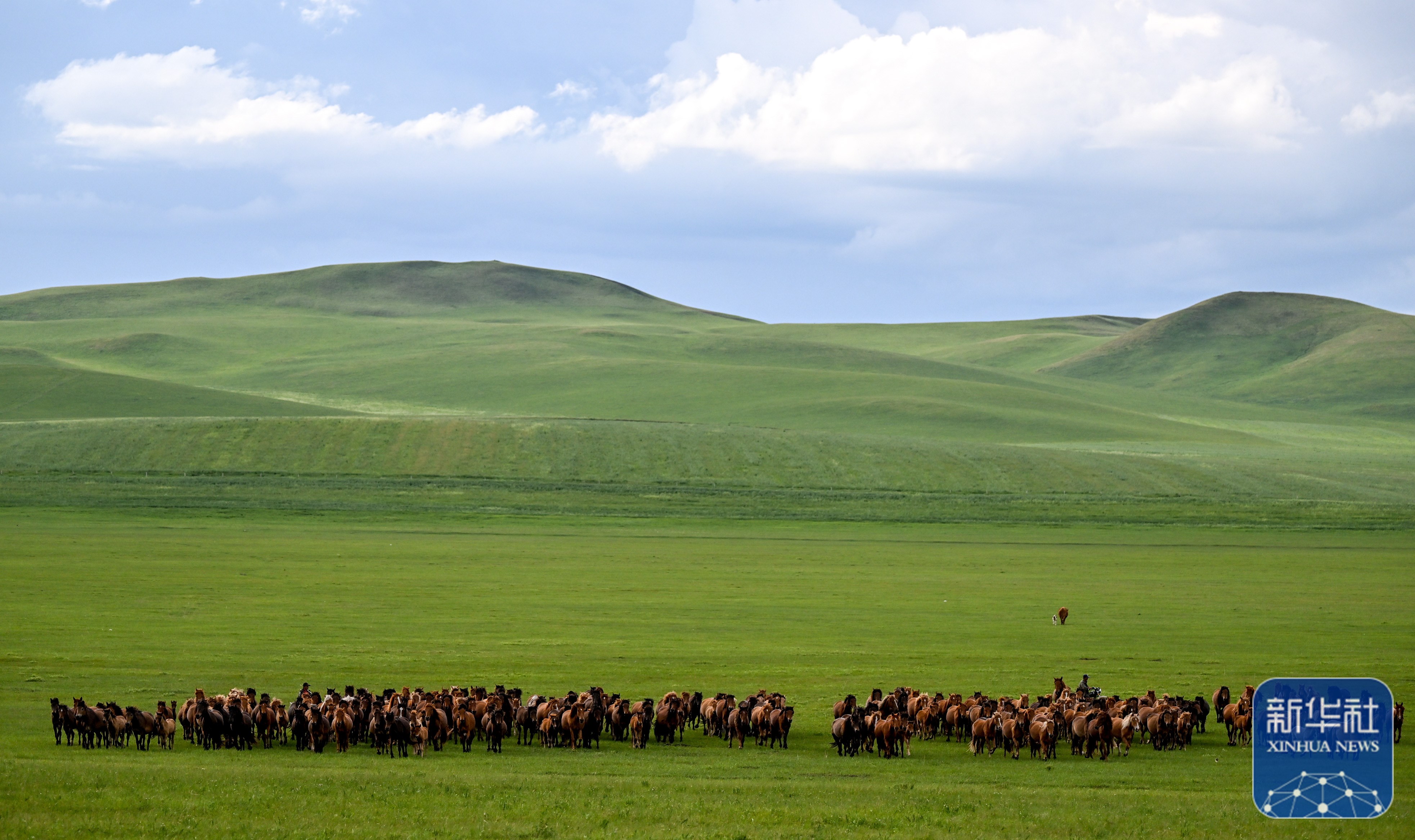 美丽中国丨夏日额仑草原
