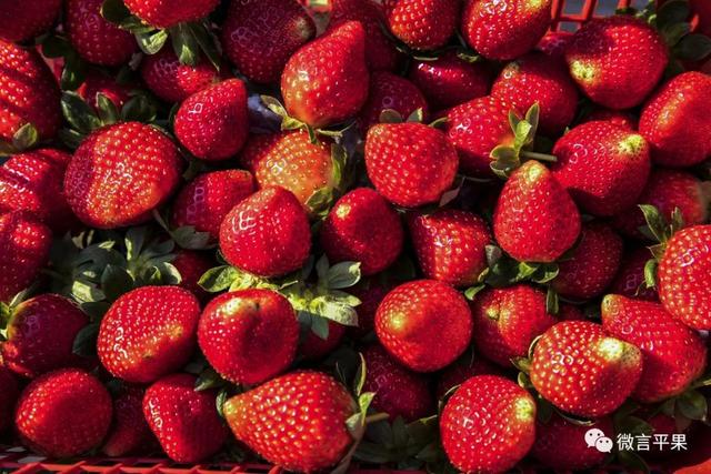 广西平果:草莓喜获丰收 游客品尝采摘忙