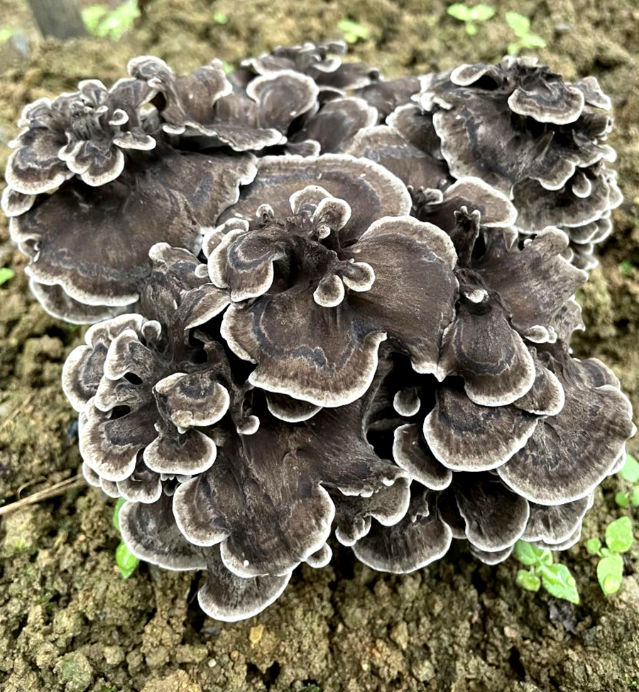 灰树花是一种极具发展前景的高档食用菌