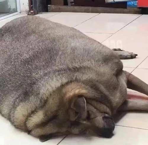 "最肥胖狗狗"爆红:1年狂减56斤,肉嘟嘟的超可爱