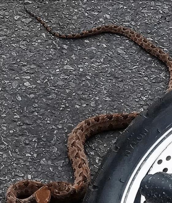 地窖惊现"烂草蛇"!四川70岁老人被咬伤!这是什么蛇?有多毒?