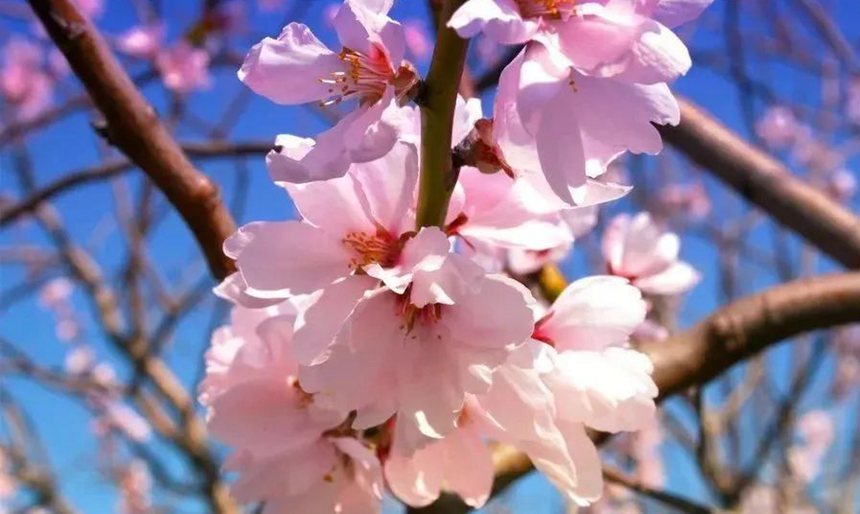 春已至花有约,来敦化踏春赏花