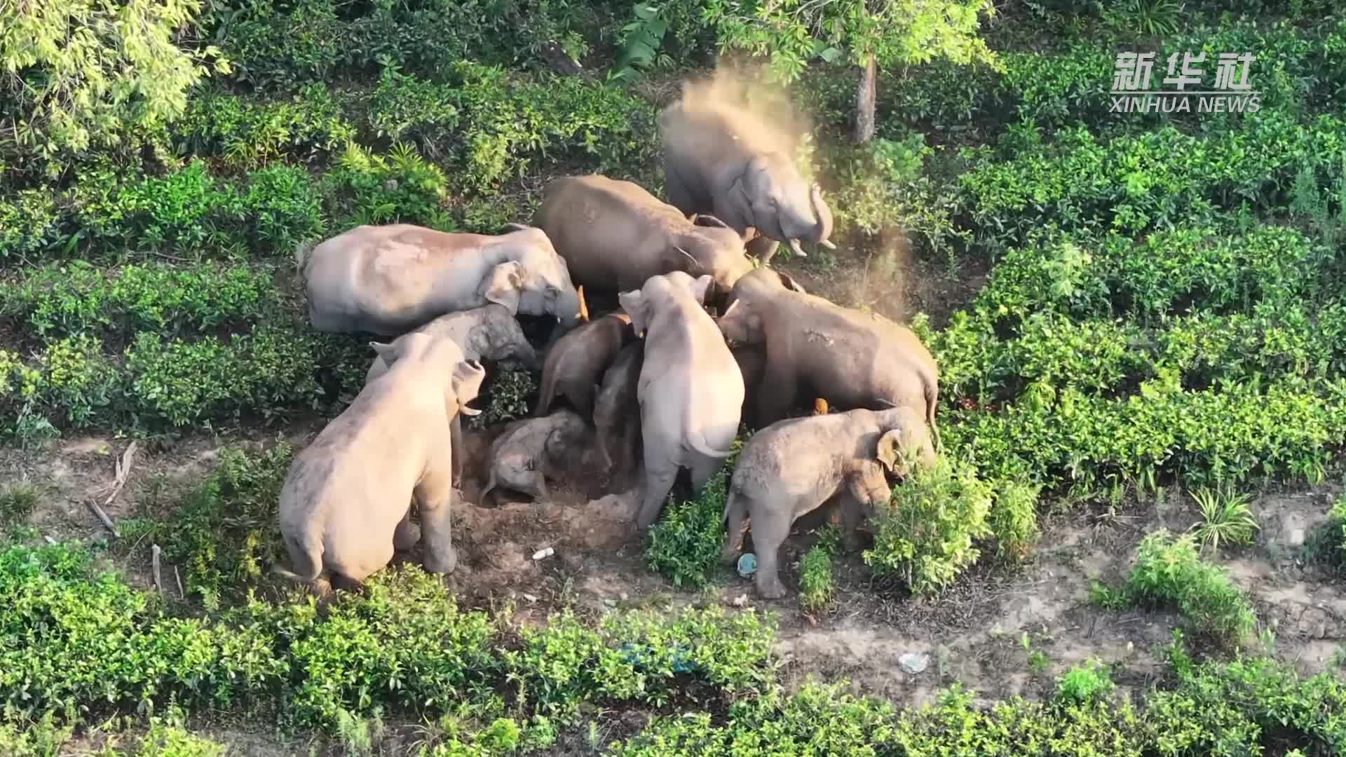 前方高萌 一起来数数有多少头呆萌小象宝宝