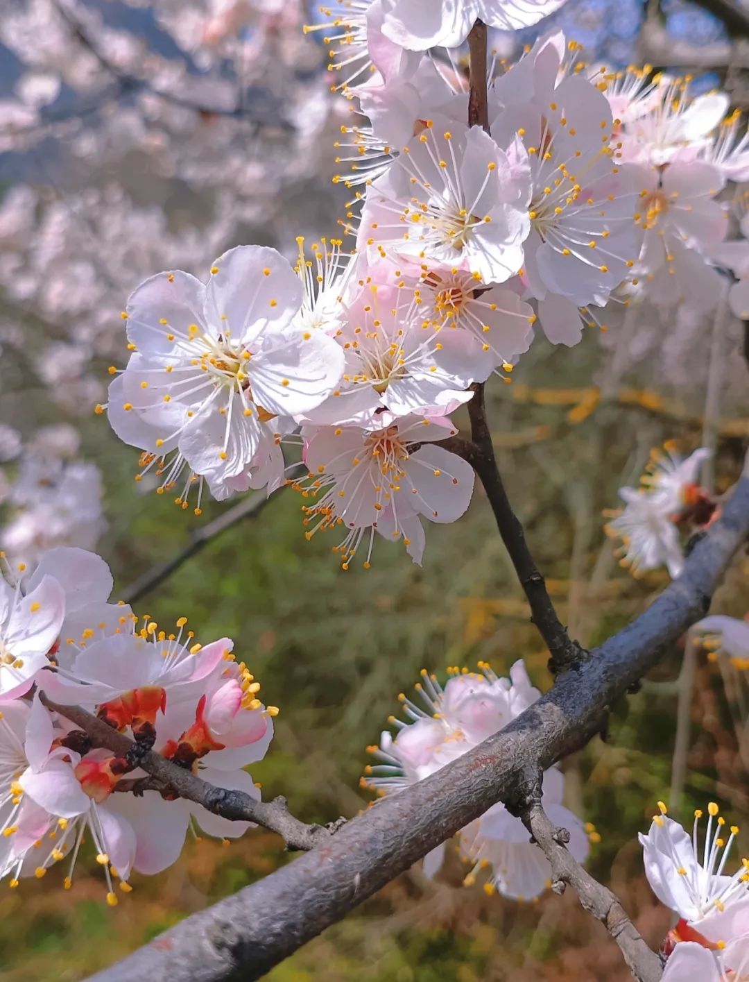 桃花盛开风景照片图片