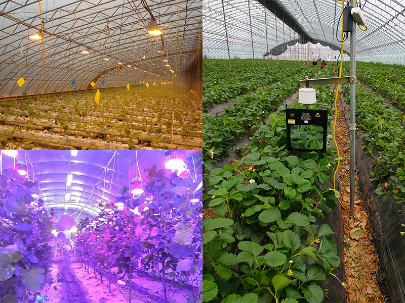 几种温室大棚补光灯安装效果