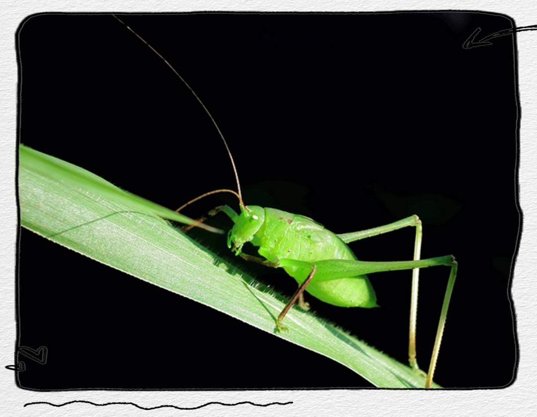 纺织娘:独特的听觉能力与多彩的生活习性