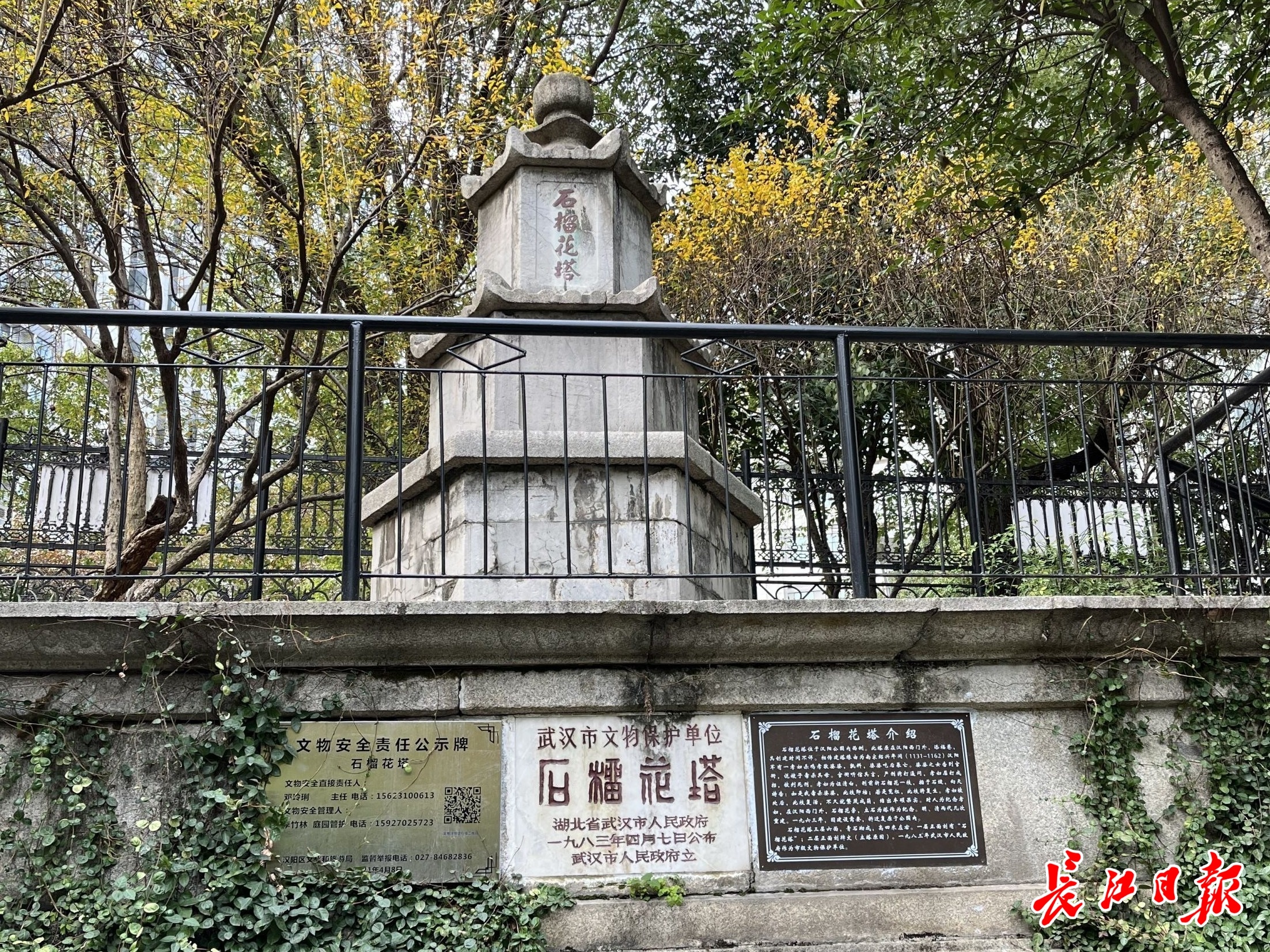 "汉阳树"到底指哪一棵?武汉这处公园又有新发现