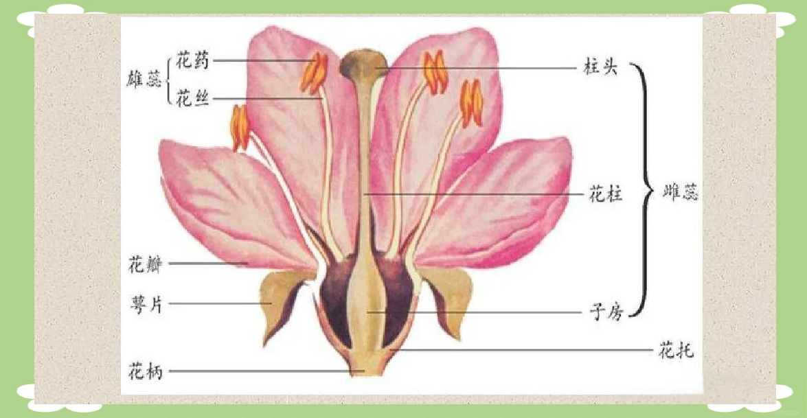 花朵的结构与种类概览