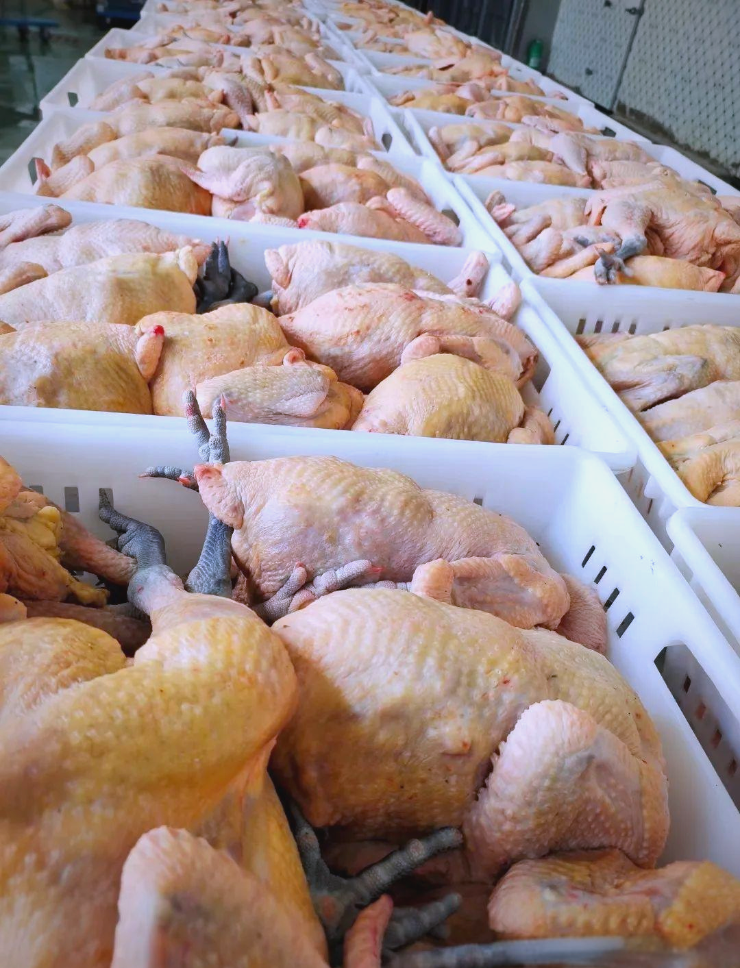 马杨公司提供的鸡肉品种繁多,包括土杂鸡,三黄鸡,乌鸡,蛋鸡,生太鸡