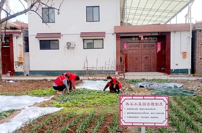 河南沁阳市西向镇:"共享菜园"种出美丽乡村新路径