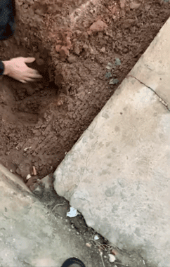 就做出了反应 只见它转身跑到院子里的一处空地 然后……开始疯狂挖土