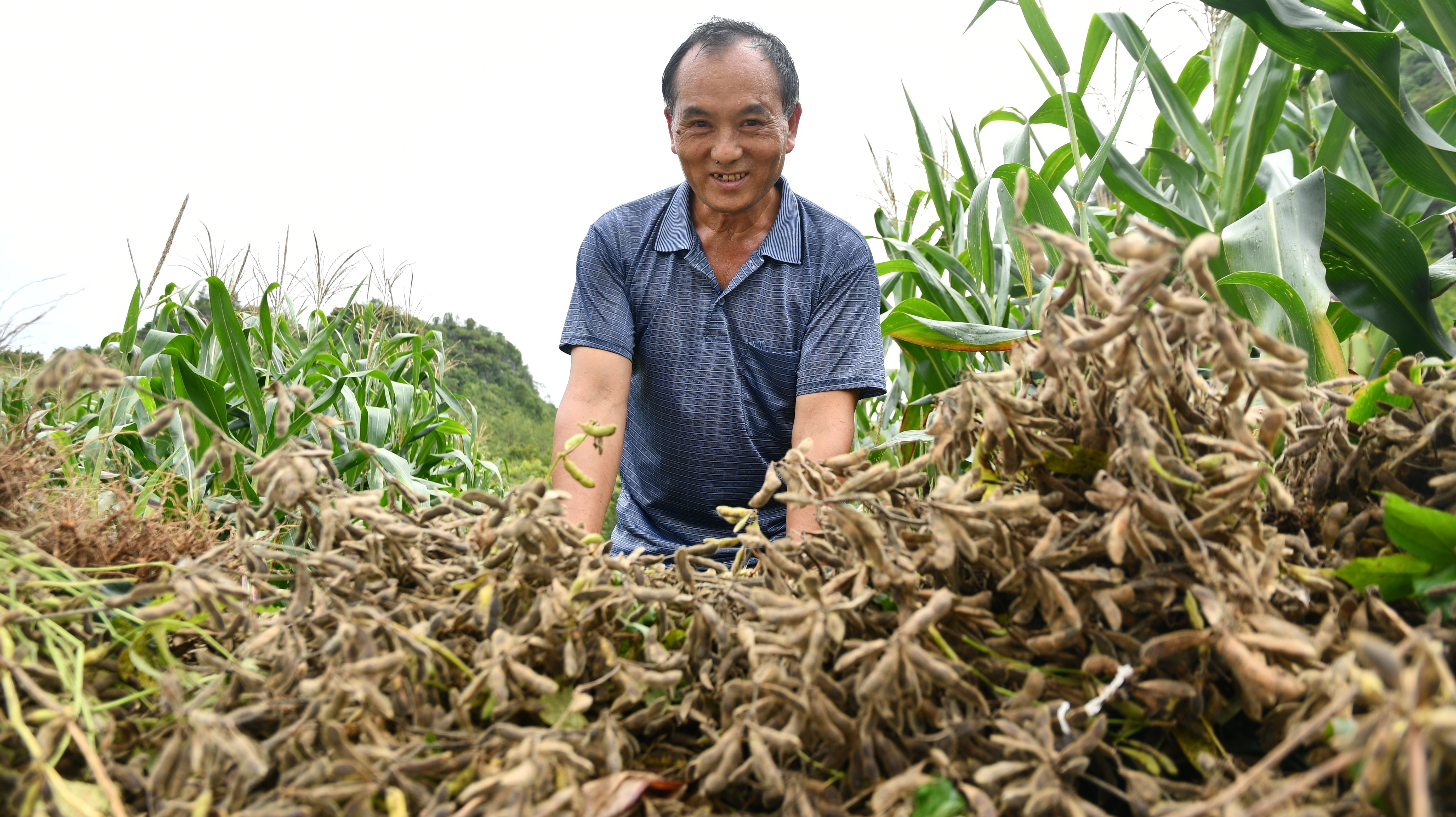 罗甸达上村:"一地双收" 300余亩带状复合种植大豆喜获丰收