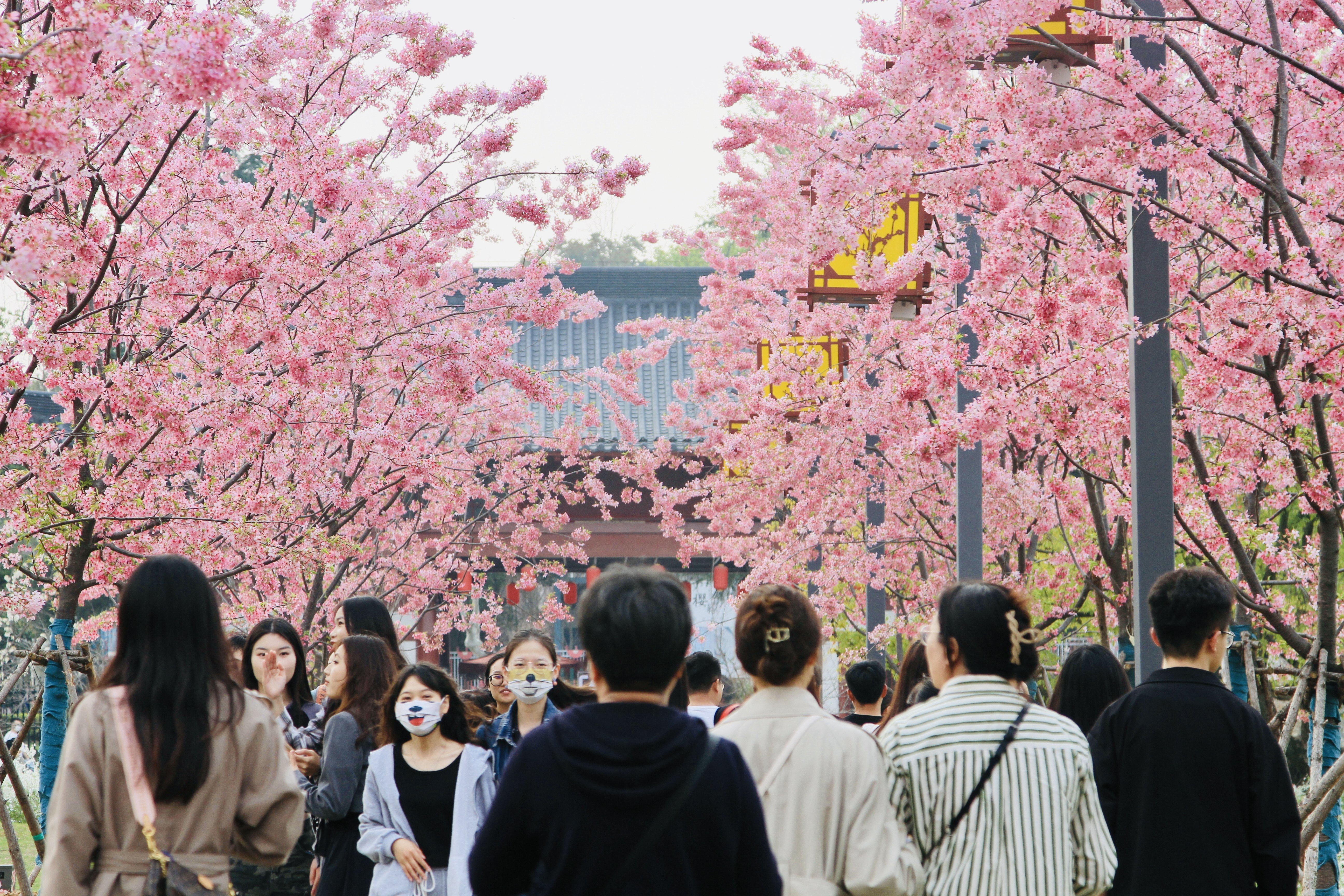 官宣!东湖樱花园3月7日正式开园