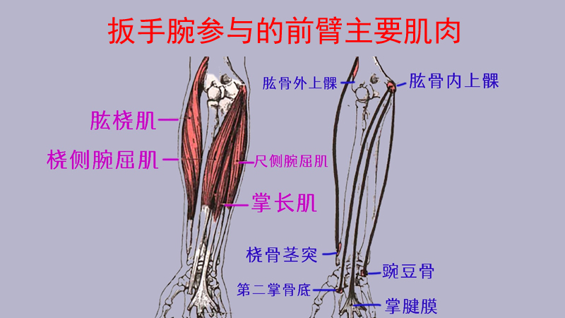 扳手腕训练方法图片