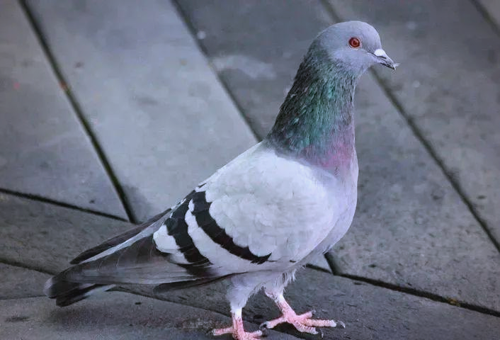 岩鸽:似家鸽的野鸽子,阳信的常见留鸟