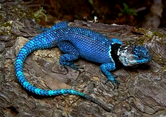 孔雀针蜥:一个拥有华丽体色的蜥蜴新物种介绍