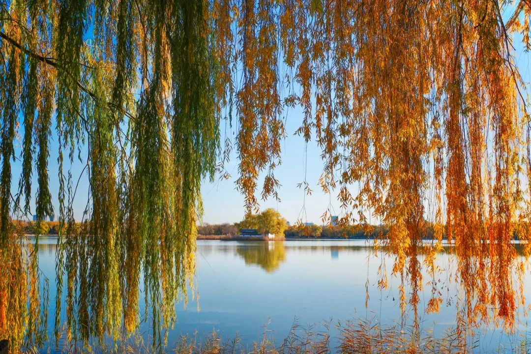 如果没有疫情,秋天我劝你一定要去一趟北京:来年再见,北京的秋!