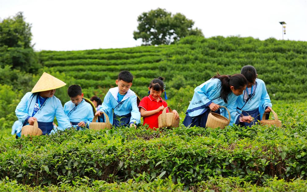 信阳文新茶村:茶旅融合醉游人