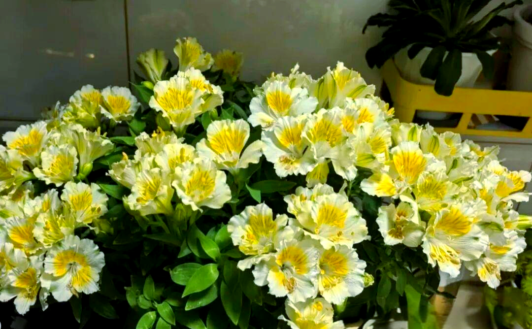 智利百合:美丽花卉的特征与种植指南