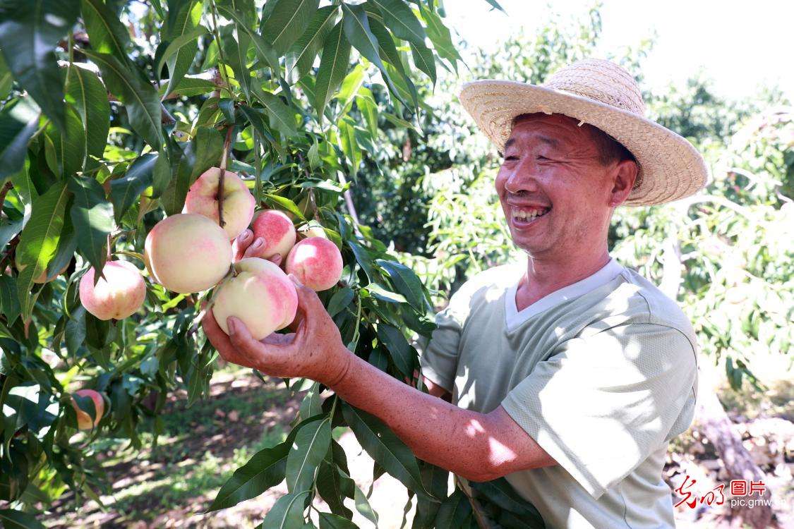 大桃丰收引客来
