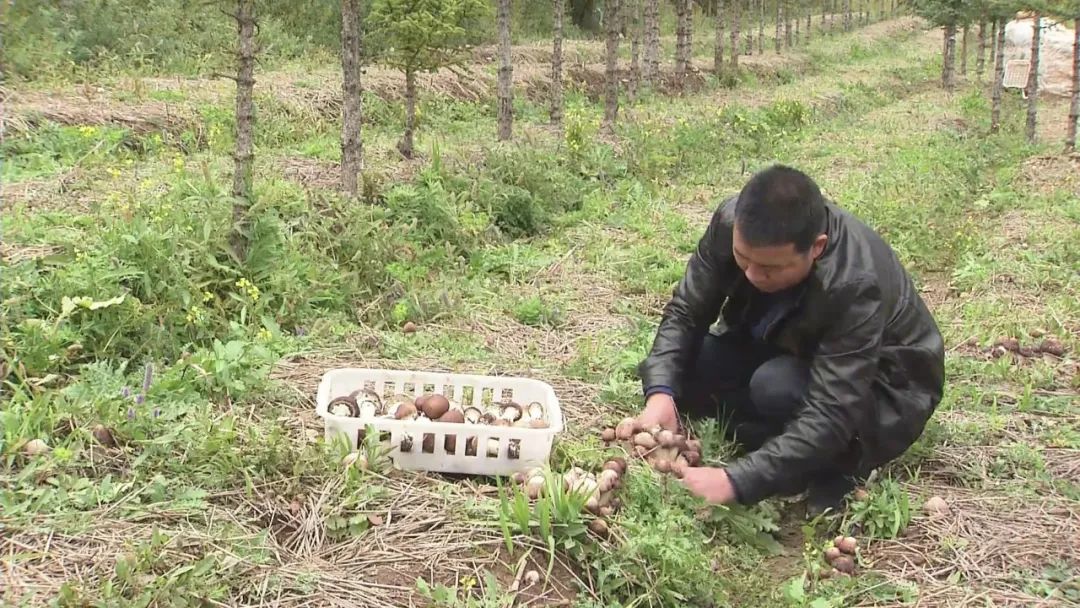 推广林菌间作,这里的大球盖菇安"新家"了