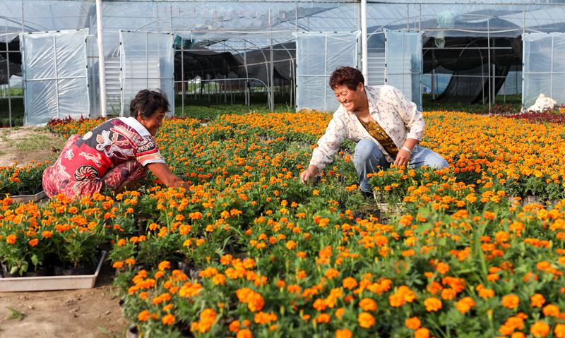 花卉種植助力鄉村振興