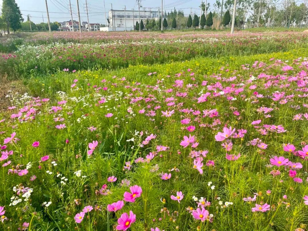 建设公路旁大片秋英花海,你打卡了吗?